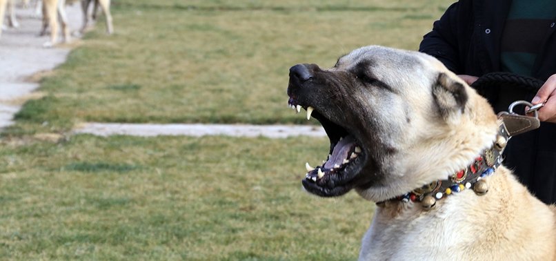 IN DOG-EAT-DOG WORLD, TURKISH BREEDS COME ON TOP