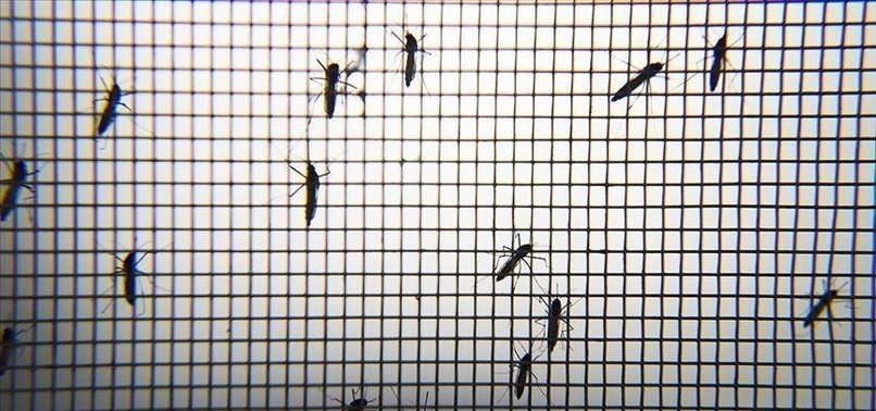 619,000 died from malaria in 2021: WHO