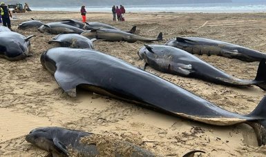 Fifty-five pilot whales stranded on west coast of Scotland died