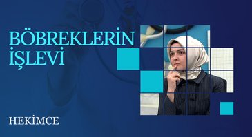 Böbreklerin İşlevi | Hekimce