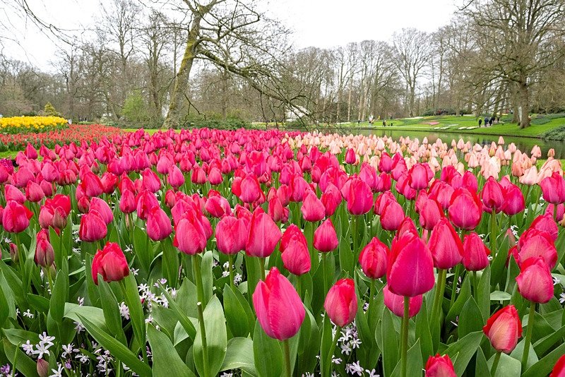 Dutch garden opens for 75th time to expose millions of tulips