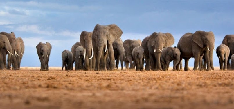 AFRICAS ELEPHANTS NOW ENDANGERED BY POACHING, HABITAT LOSS