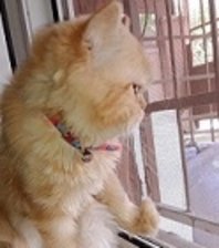 Behlül (çip ismi aslan) 