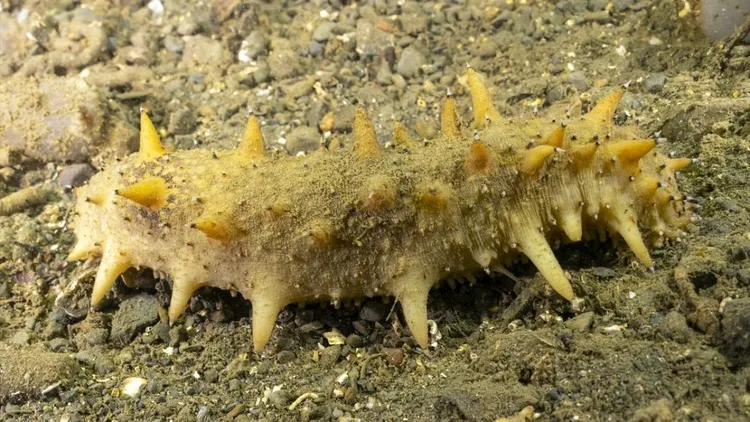 Marmara seabed footage shows marine life and mass die-off in deep waters