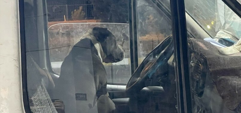 PITBULL PANIC AT AYDIN GAS STATION