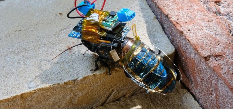 REMOTE CONTROLLED CYBORG COCKROACH DEVELOPED IN JAPAN
