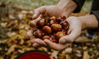 Kestane bahçesi kuran kazanıyor