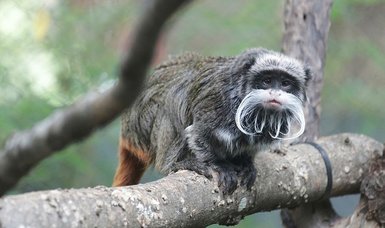 In new jolt to Dallas Zoo, two tamarin monkeys go missing