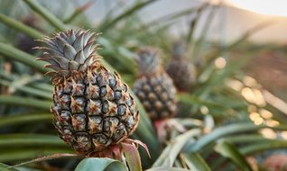 Bromelain çılgınlığı...