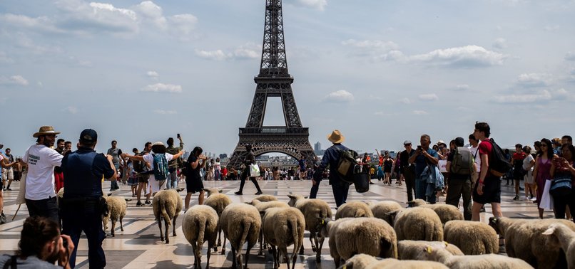 SHEEP TOUR AROUND PARIS TO BOOST URBAN FARMING