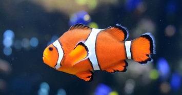 Light pollution puts fish species at risk