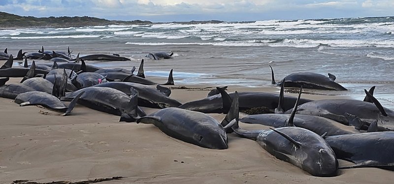 Over 150 false killer whales stranded on Tasmanian beach in Australia
