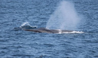 Over 570 minke whales killed during Norway's whaling season this year