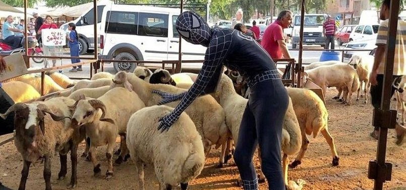 CAPTIVATING MOMENTS FROM EID AL-ADHA: A PERSON IN SPIDER-MAN COSTUME ENGAGES IN UNIQUE SACRIFICIAL BARGAIN