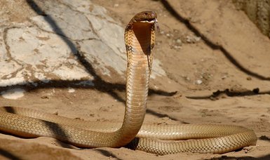 A businessperson killed by a cobra in India