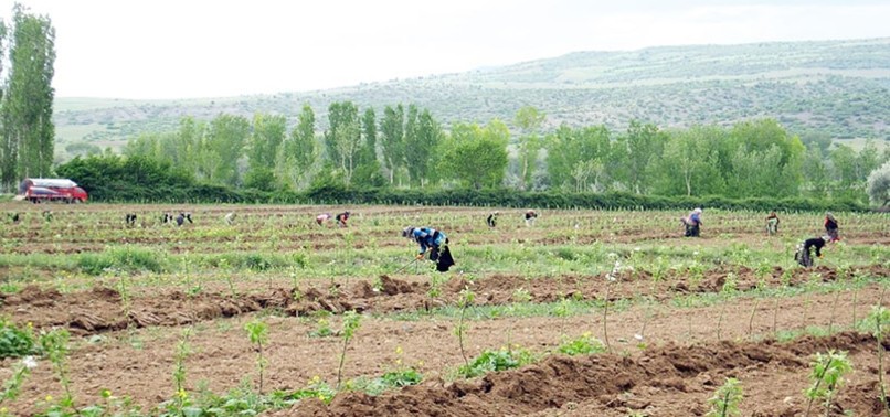 TURKISH VILLAGE SOLVES POVERTY, UNEMPLOYMENT WITH VISIONARY COMMUNITY GARDEN PROJECT