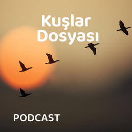Kuşlar Dosyası 