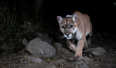 Beloved 'Hollywood Cat' mountain lion euthanized in Los Angeles