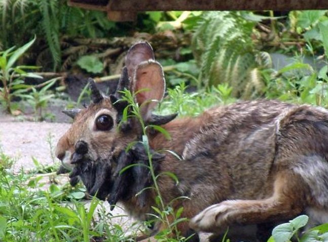 Zajci z rogom podobnimi izrastki v Koloradu poimenovani 'Frankenstein zajčki'