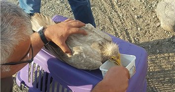 Authorities treat endangered vulture in Turkey