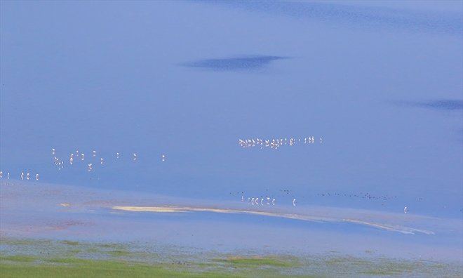 Türkiye’nin kuş cenneti: Acıgöl