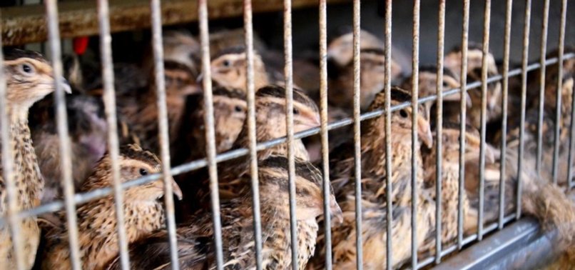 BIRD FLU KILLS BOY IN CAMBODIA