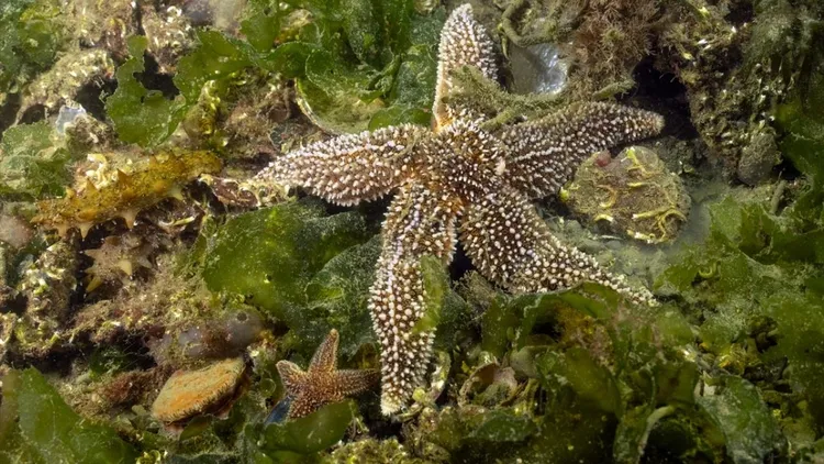 Marmara seabed footage shows marine life and mass die-off in deep waters