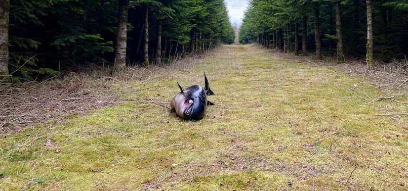 A DECEASED PORPOISE DISCOVERED ON A PATHWAY IN DANISH FOREST