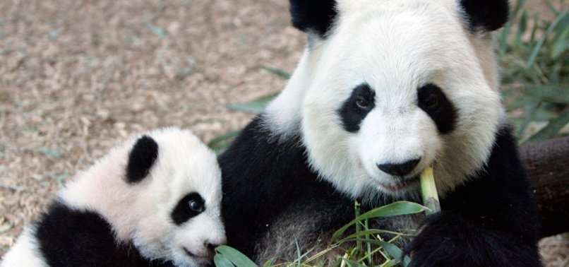 DONT FEED THE PANDAS: MAN BANNED FROM PANDA PARK FOR LIFE FOR THROWING OBJECTS INTO AN ENCLOSURE