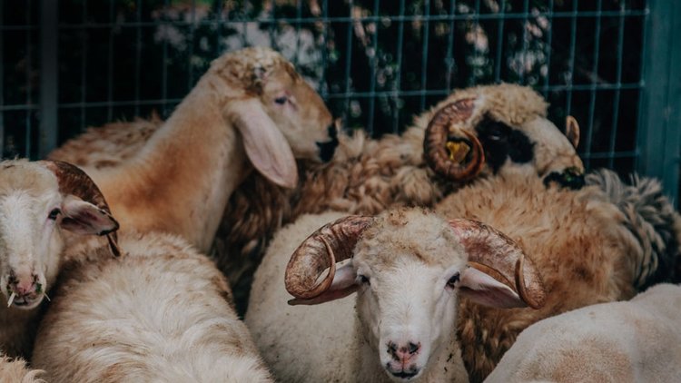 Kurban kesmenin şartları nelerdir? Kurban kesiminde nelere dikkat edilmelidir?
