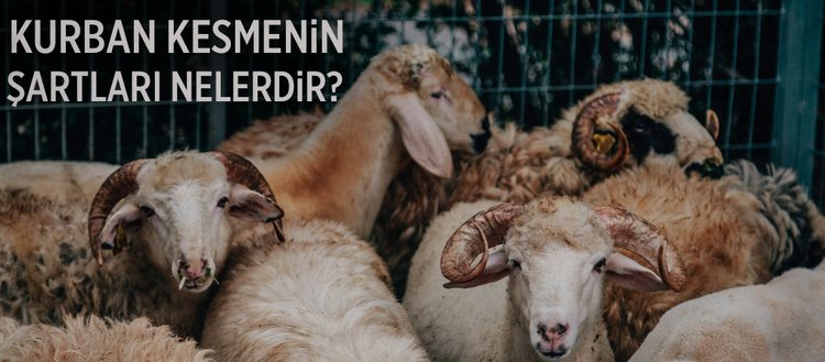 Kurban Kesmenin Sartlari Nelerdir Kurban Kesiminde Nelere Dikkat Edilmelidir Fikriyat Gazetesi