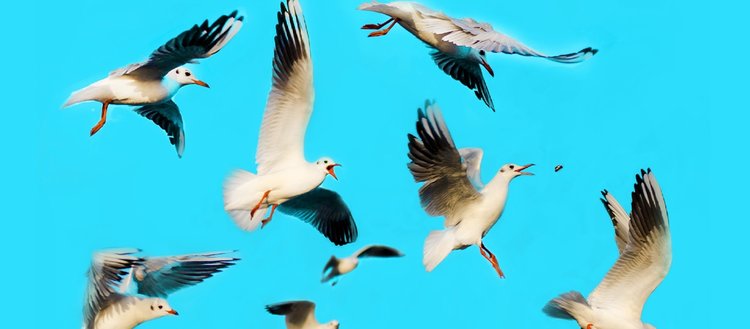 Bilim insanları, kuşların yüzde 92’sini temsil eden kapsamlı soyağacı oluşturdu