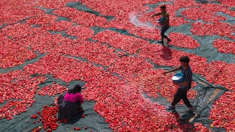 Dried tomato production expands in Malatya