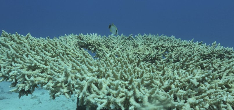 BLEACHING HITS WORLDS SOUTHERNMOST CORAL REEF: SCIENTISTS
