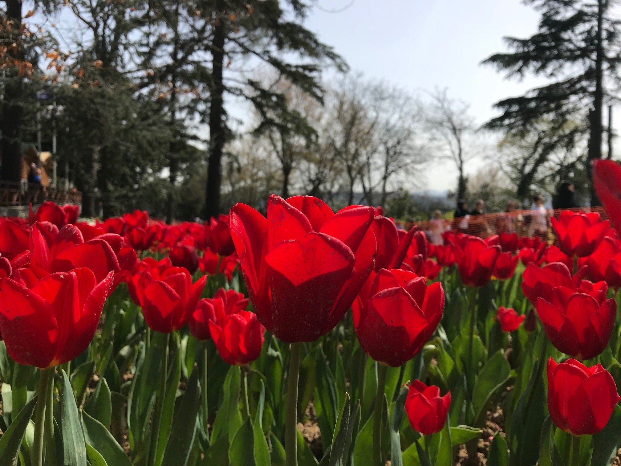 İstanbul Boğazının Balkonları Korular