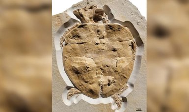 Fossil discovery reveals ancient sea turtle's unique adaptations