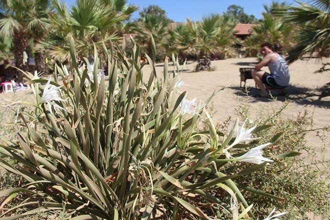 Kum zambakları tehlikede