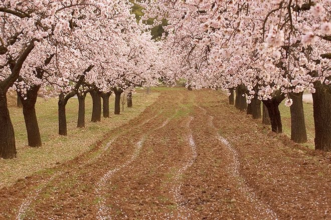 Edebiyatın önemli şairlerinden bahar konulu şiirler