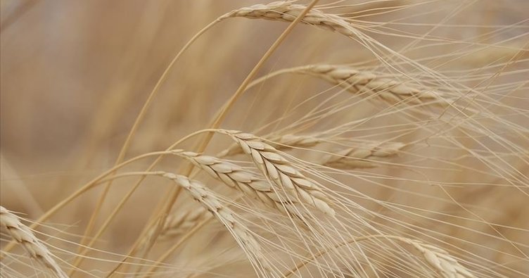 Ukrayna’nın Kasım ayı tahıl ihracatı düşmesi bekleniyor