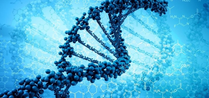 FOODS AFFECT FUNCTIONAL PATHWAYS OF HUMAN DNA, TURKISH SCIENTISTS FIND