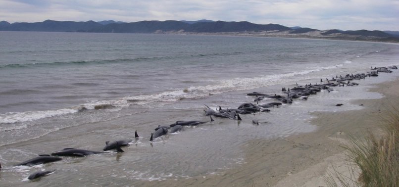 HUNDREDS OF WHALES DIE AFTER STRANDING ON REMOTE NEW ZEALAND ISLAND