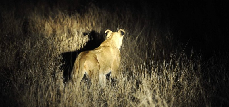 14 LIONS ON THE LOOSE IN SOUTH AFRICA