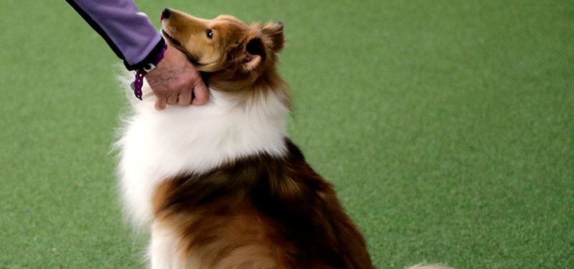 STRESSED OUT? YOUR DOG MAY FEEL IT TOO, STUDY SUGGESTS