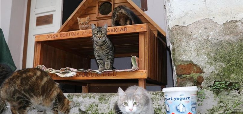 CAT VILLAGE TO OPEN IN NW TURKEY