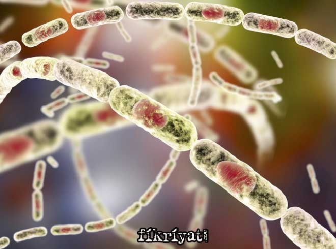 ŞARBON NASIL BULAŞIR?