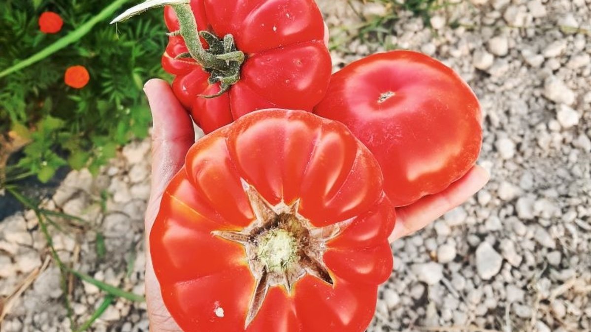 Denizli Domatesinin Kendine Has Lezzetini Duymuş muydunuz?