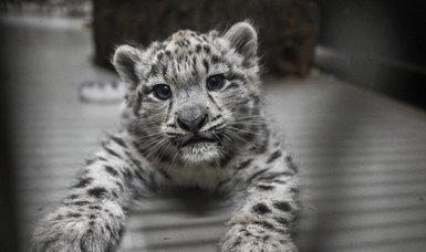 Baby snow leopards of Wroclaw Zoo