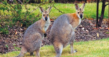 Kangaroo attacks couple in Australia, injures woman