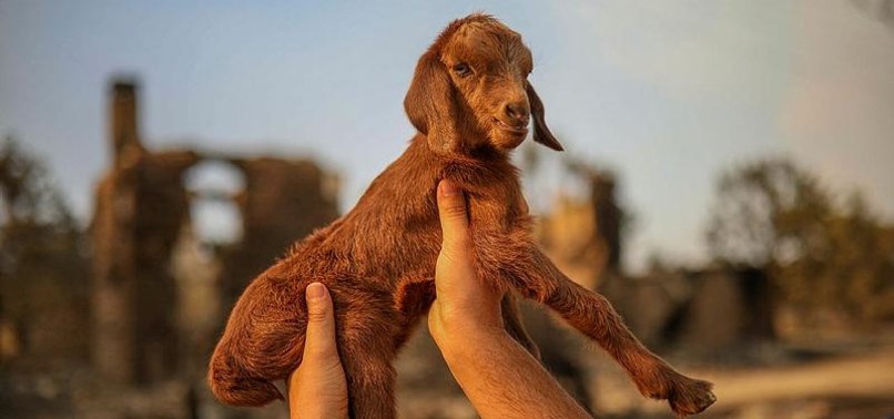 IN TURKEY WILDFIRE, BIRTH OF MIRACLE GOAT DEFIES DEADLY FLAMES