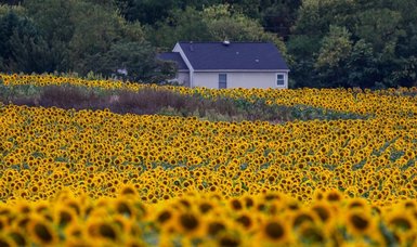 Sunflower field in Maryland